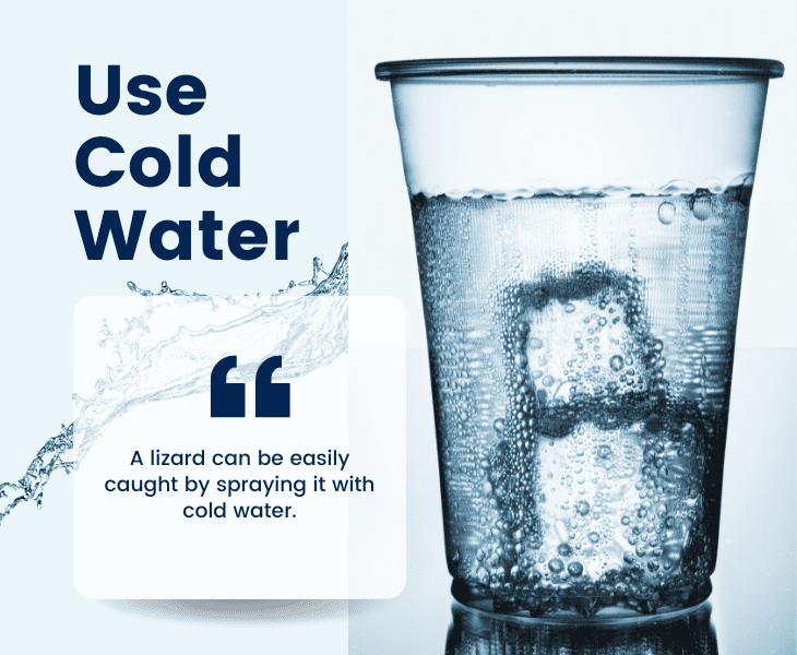 How To Keep Lizards Off Your Porch? (Proven Ways!)