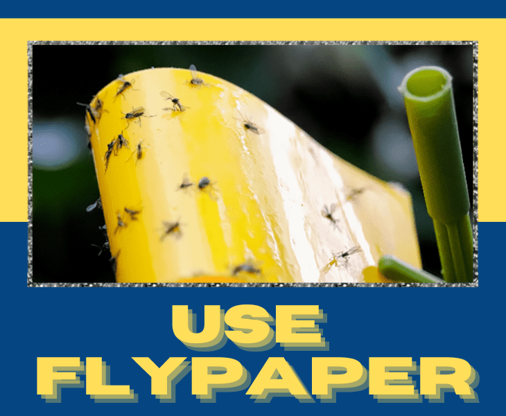 How To Keep Lizards Off Your Porch? (Proven Ways!)